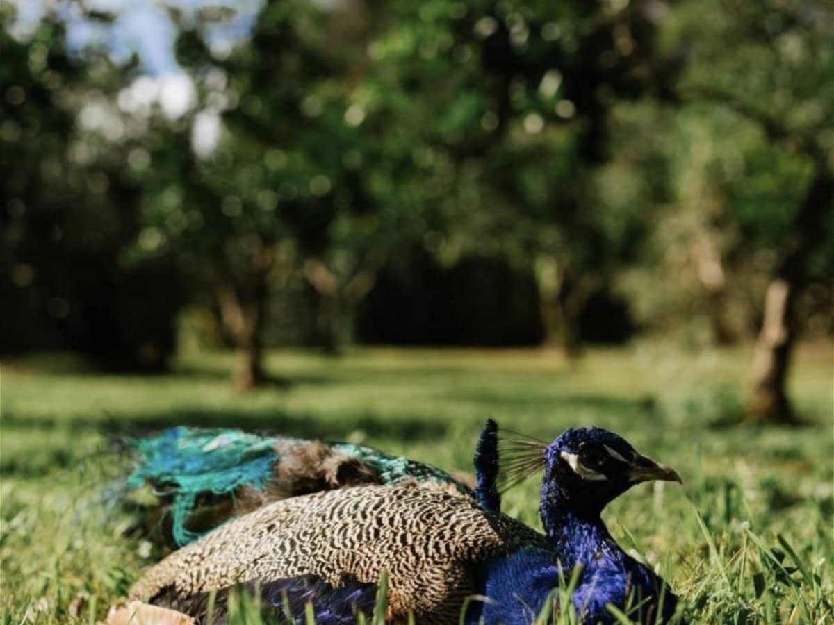 232-238 Geissmann Drive, TAMBORINE MOUNTAIN - Thumbnail 12