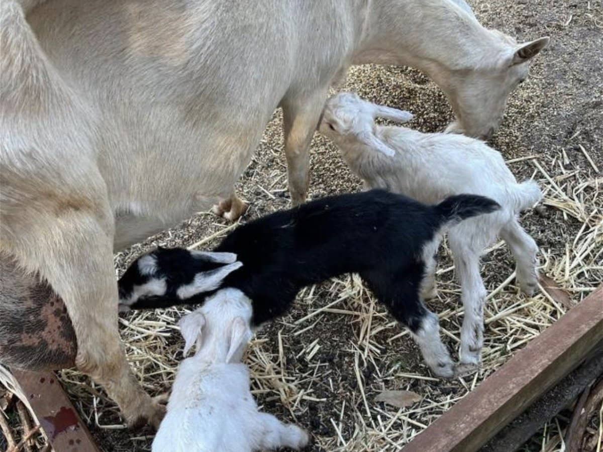 232-238 Geissmann Drive, TAMBORINE MOUNTAIN - Thumbnail 13