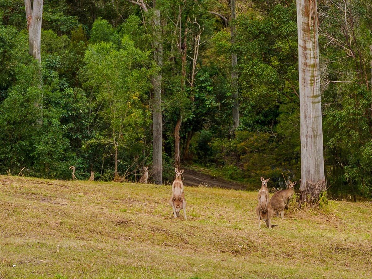 36 Pinetree Court, MUDGEERABA - Thumbnail 30