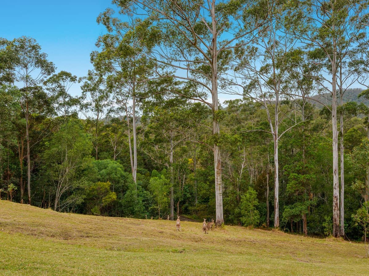 36 Pinetree Court, MUDGEERABA - Thumbnail 33