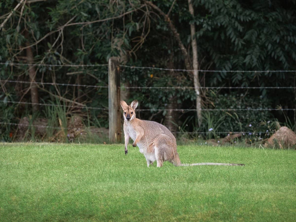 132 Currey Road, WONGAWALLAN - Thumbnail 31