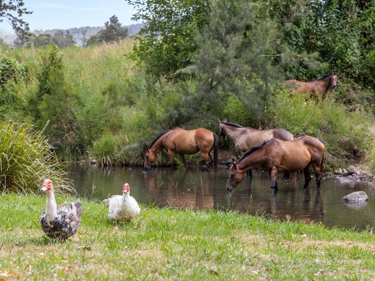 704 Lamington National Park Road, Canungra - Thumbnail 19