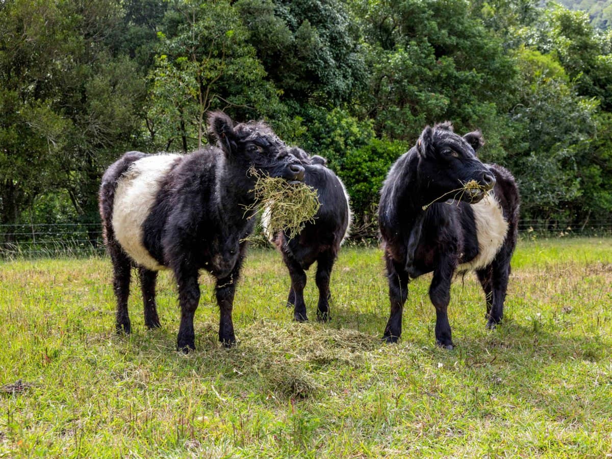 704 Lamington National Park Road, Canungra - Thumbnail 21