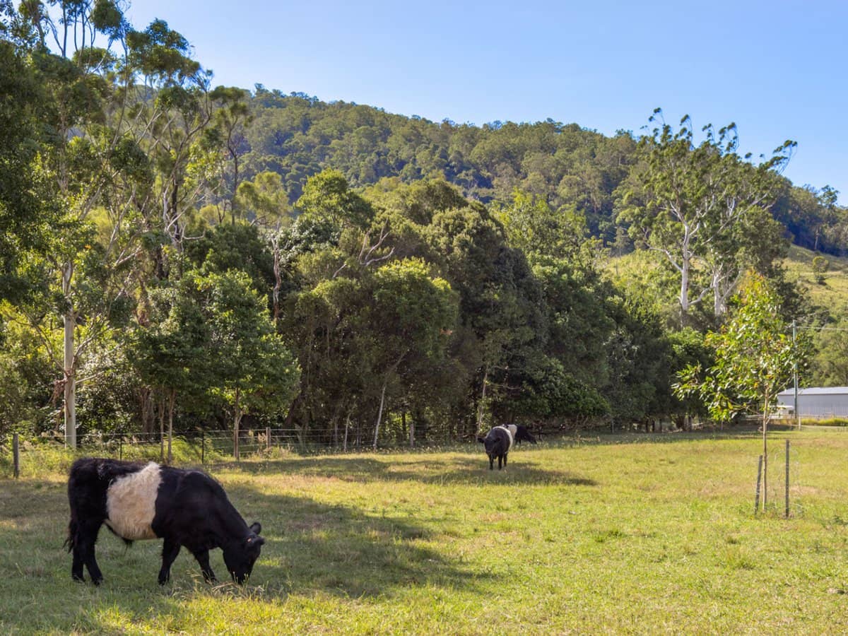 704 Lamington National Park Road, Canungra - Thumbnail 23