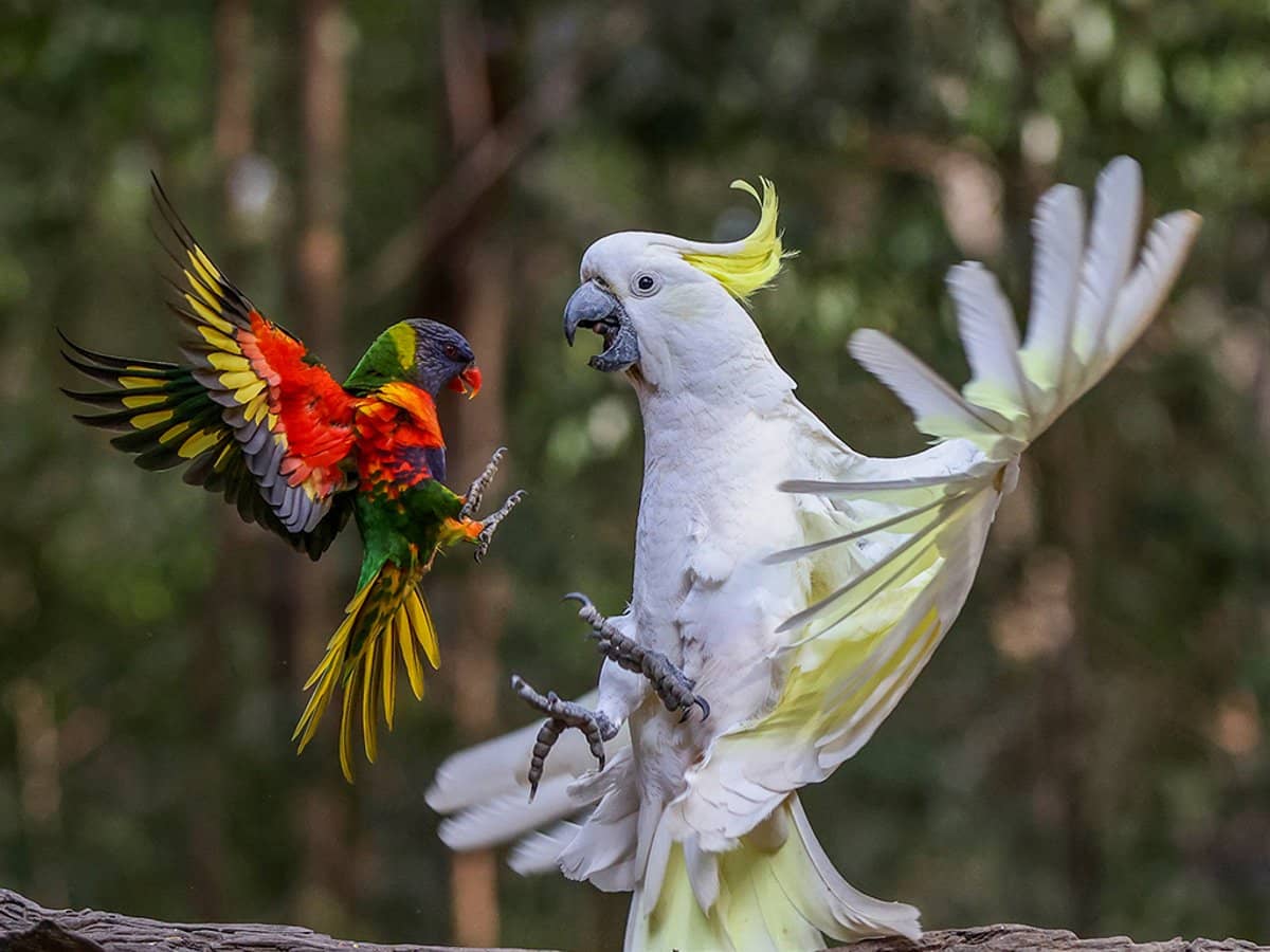 56 Waters Road, BONOGIN - Thumbnail 23