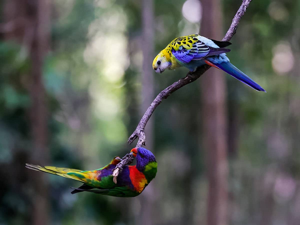 56 Waters Road, BONOGIN - Thumbnail 24