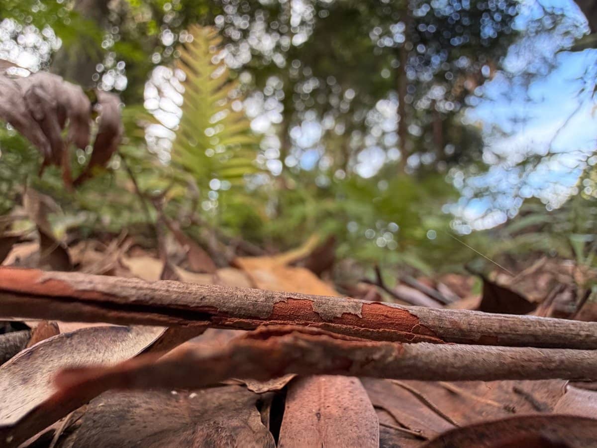 1 Mimosa Road, Springbrook - Thumbnail 6