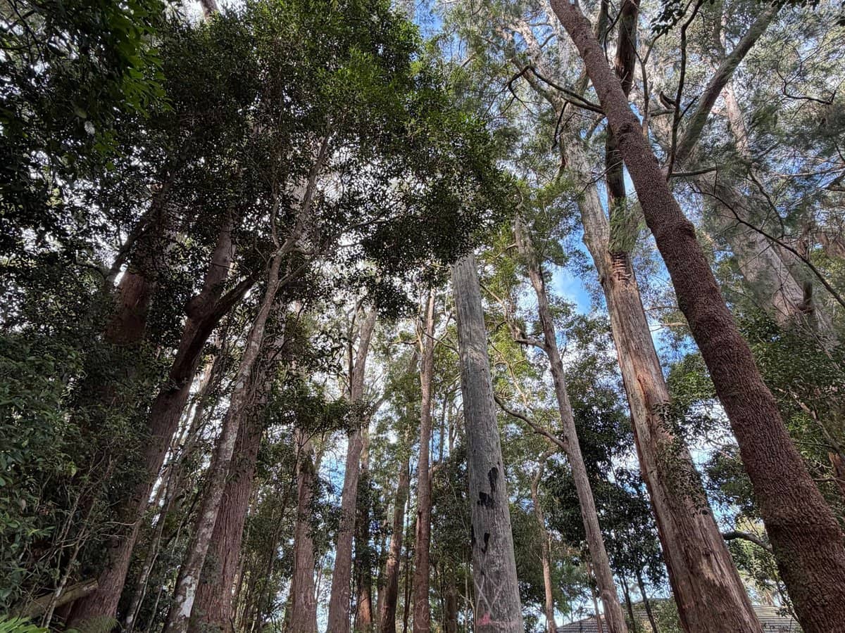 1 Mimosa Road, Springbrook - Thumbnail 8