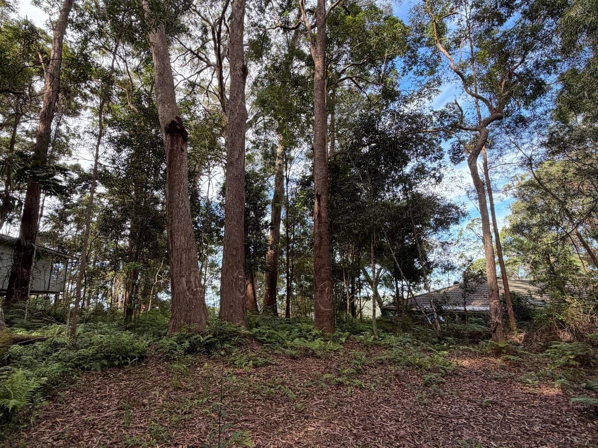 1 Mimosa Road, Springbrook - Thumbnail 10