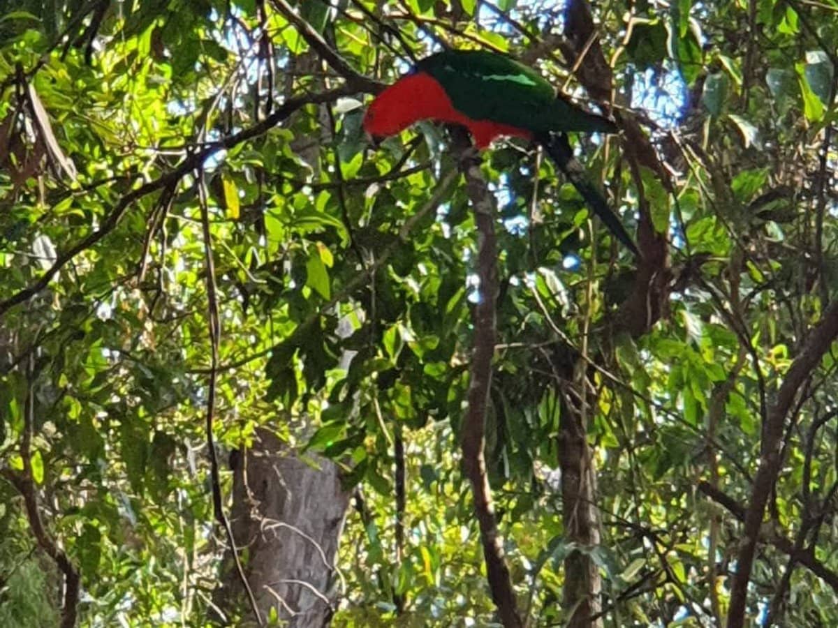 1 Mimosa Road, Springbrook - Thumbnail 12