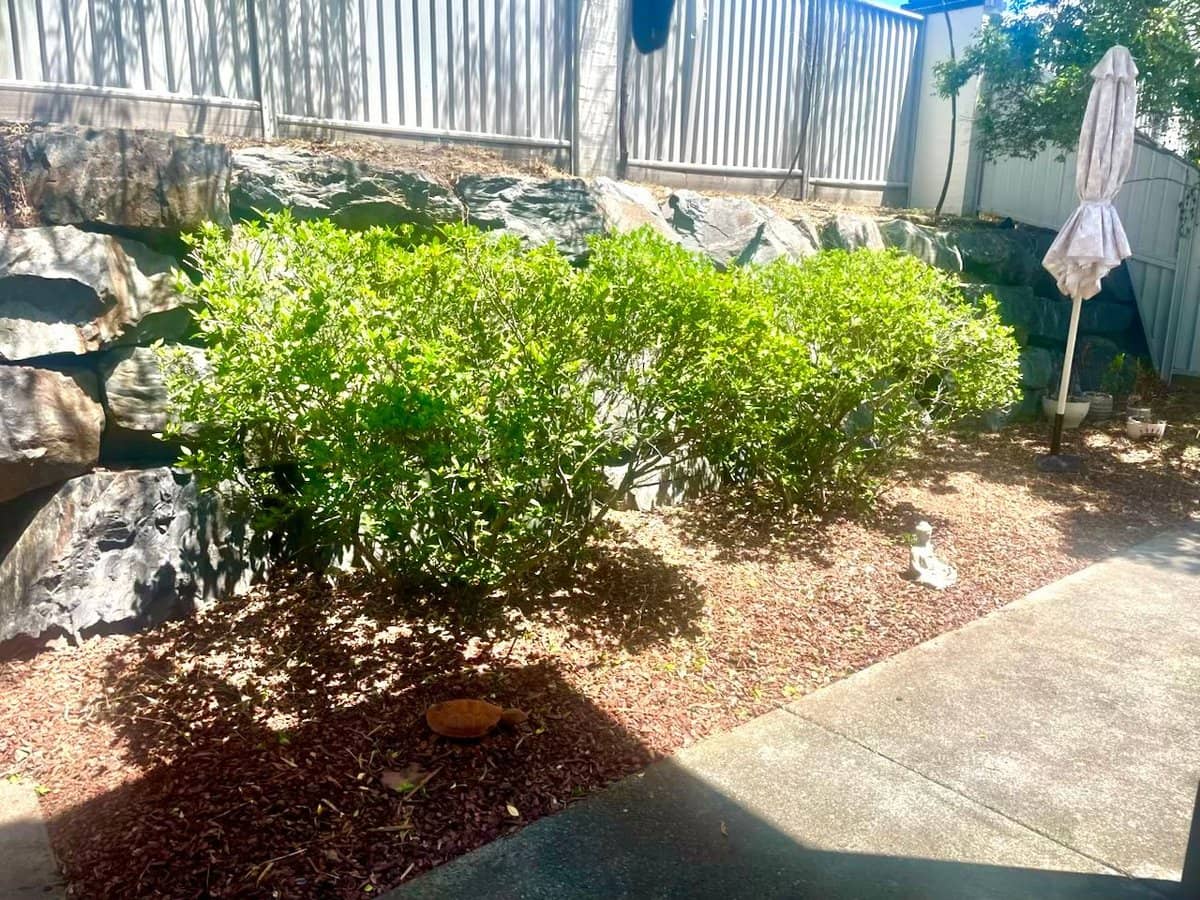 31 Archipelego Street, Pacific Pines - Thumbnail 5