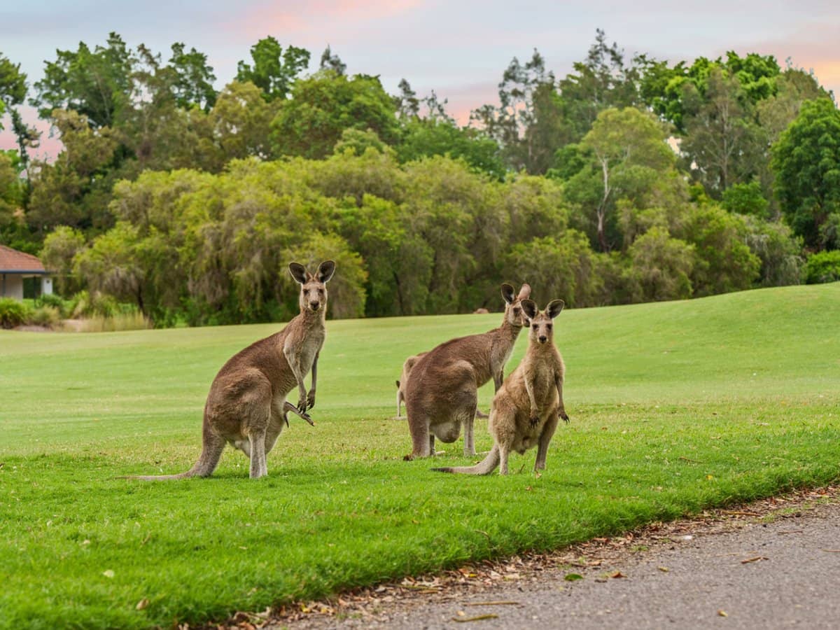 8396 Magnolia Drive, Hope Island - Thumbnail 15