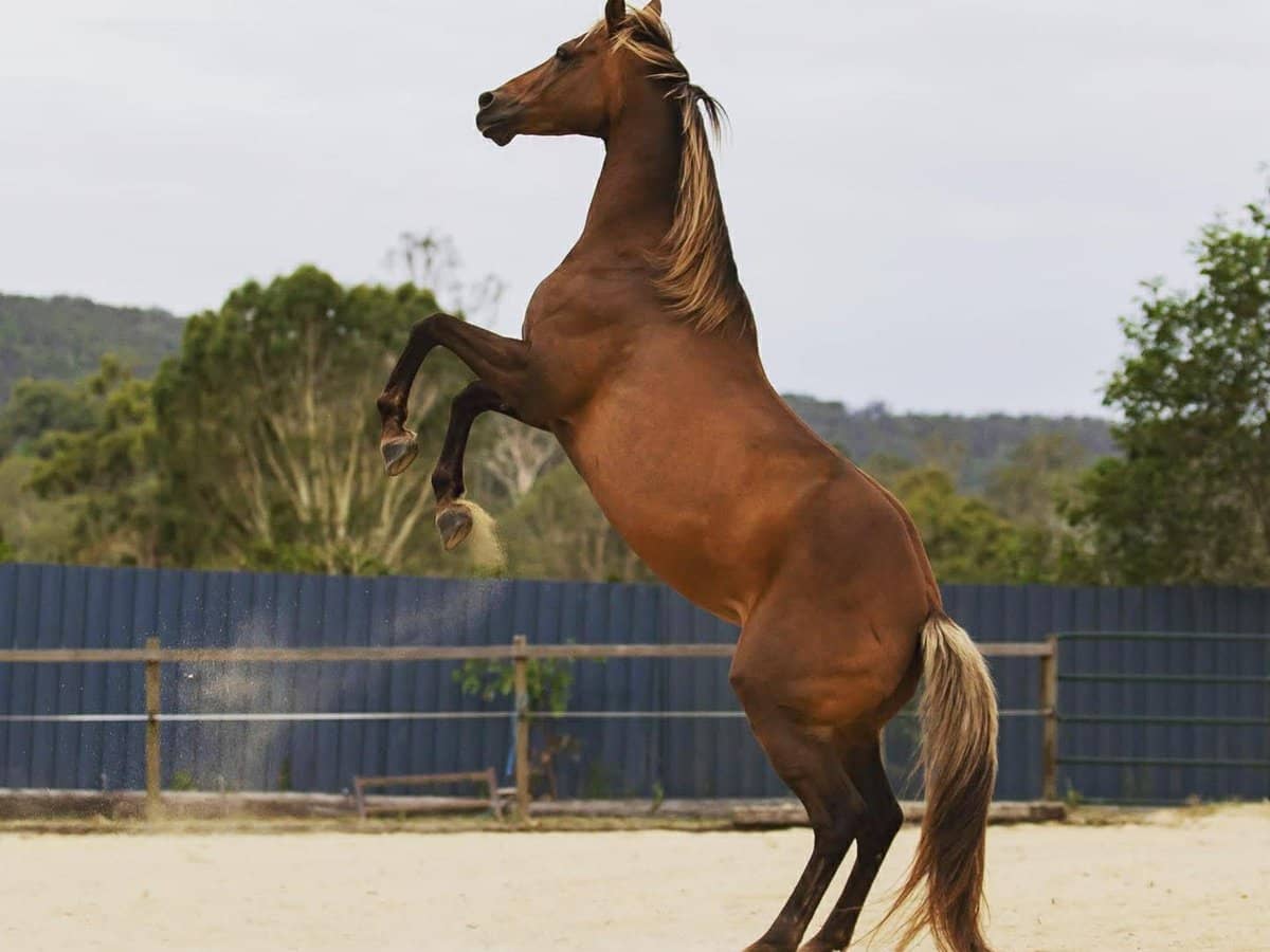 107-115 Garden Road, CEDAR CREEK - Thumbnail 30