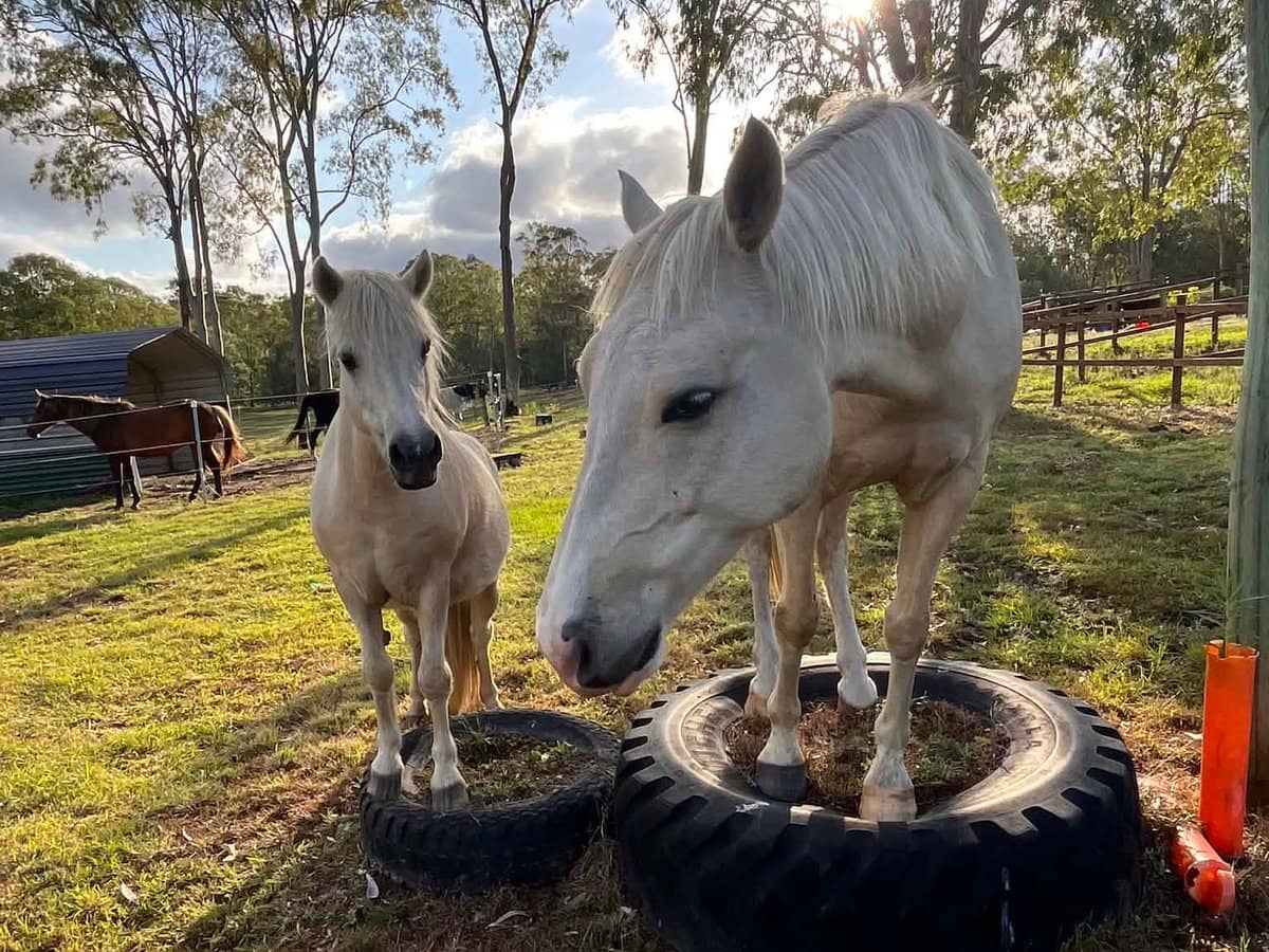 107-115 Garden Road, CEDAR CREEK - Thumbnail 34