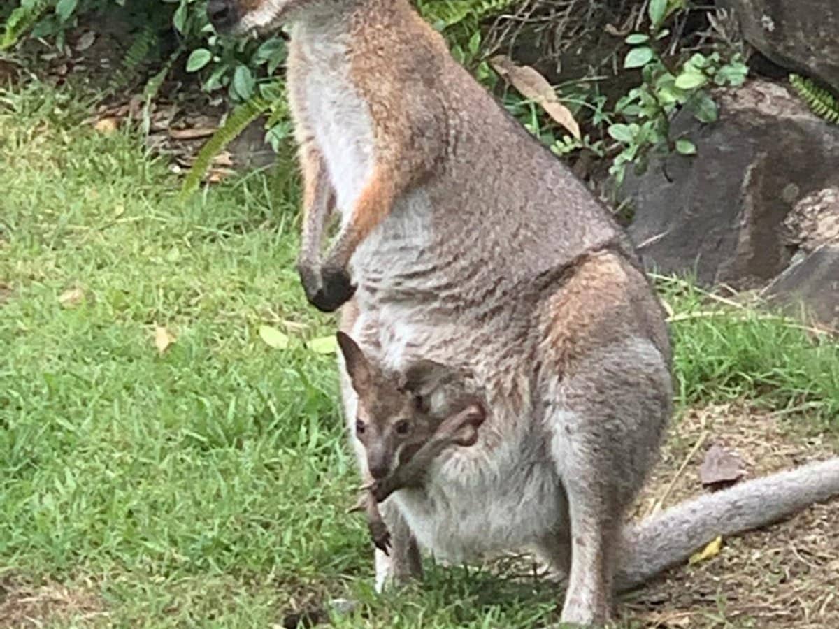 3/53 Uplands Court, Tallai - Thumbnail 16