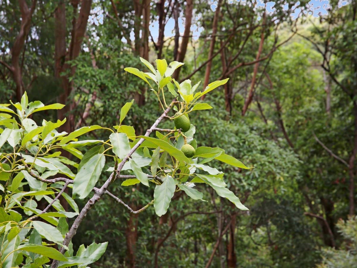 138 Araluen Road, Tallebudgera Valley - Thumbnail 19