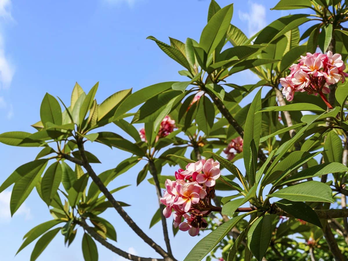 16 Dartmouth Court, VARSITY LAKES - Thumbnail 17