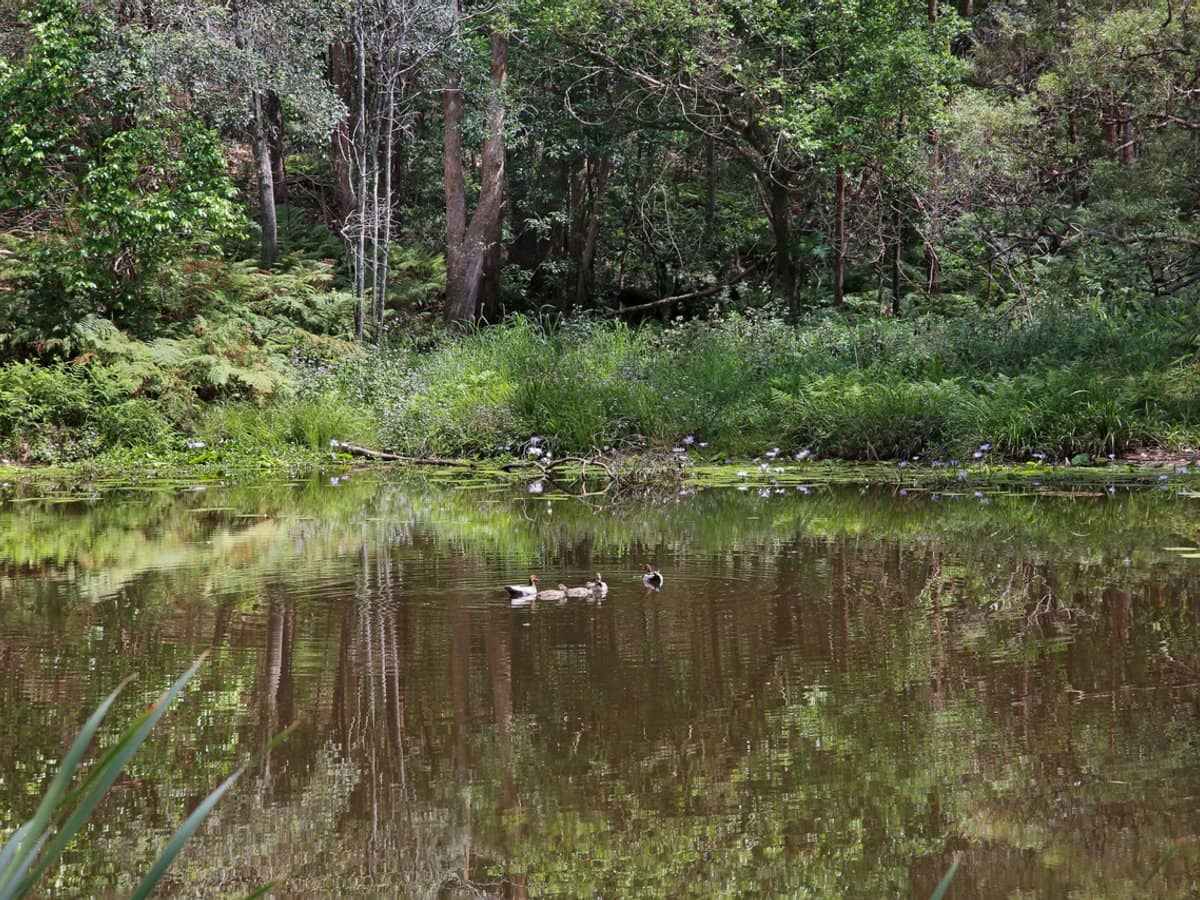 455 Bonogin Road, Bonogin - Thumbnail 10