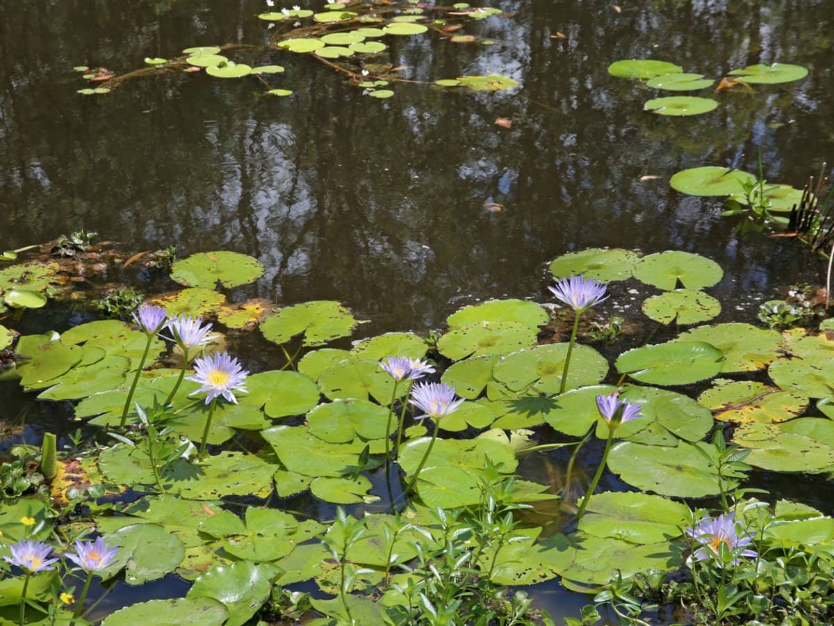 455 Bonogin Road, Bonogin - Thumbnail 11