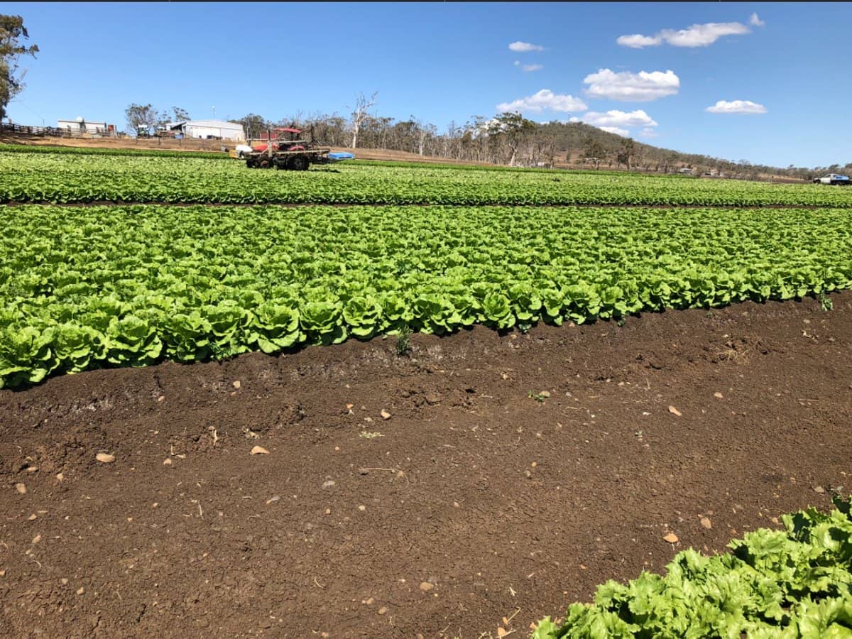 "Westview" 189 Toowoomba-Karara Road, FINNIE - Thumbnail 14