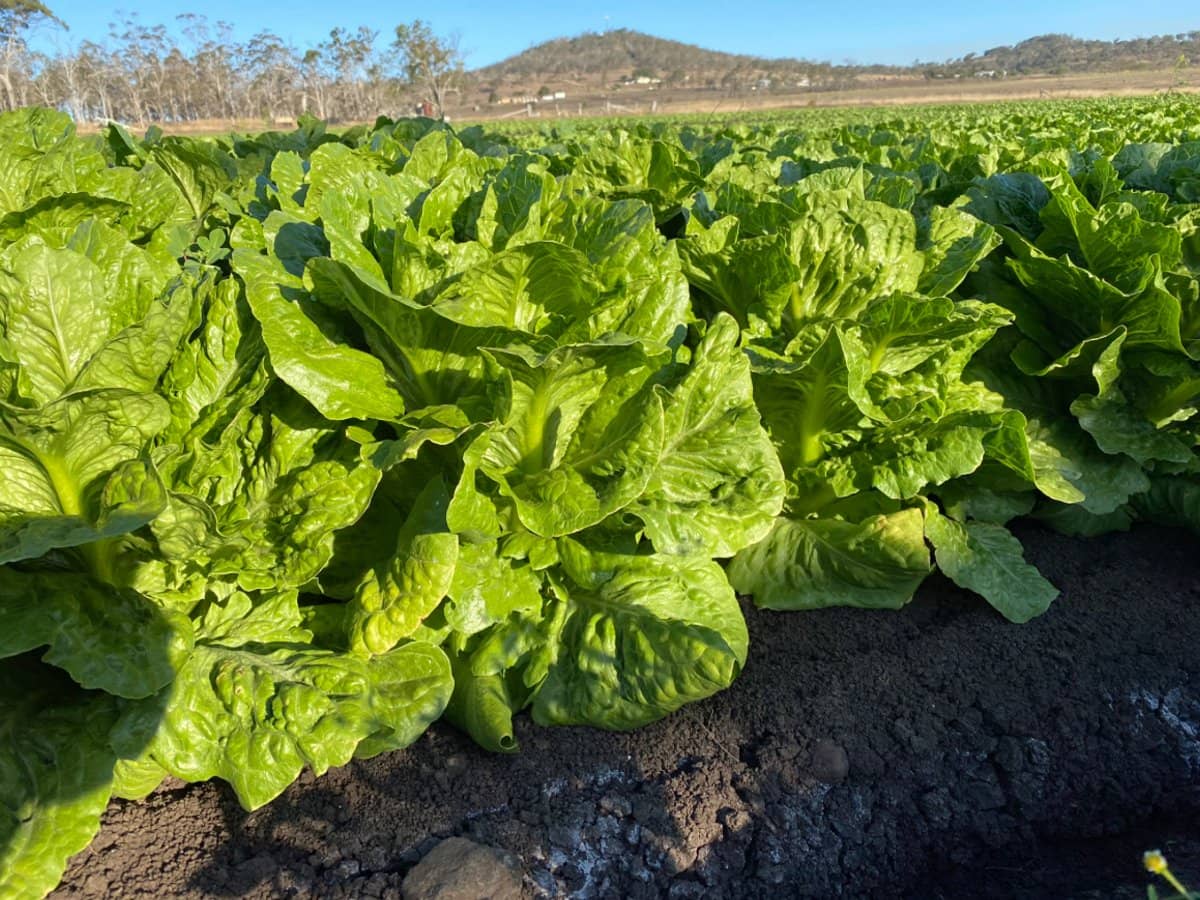 "Westview" 189 Toowoomba-Karara Road, FINNIE - Thumbnail 15