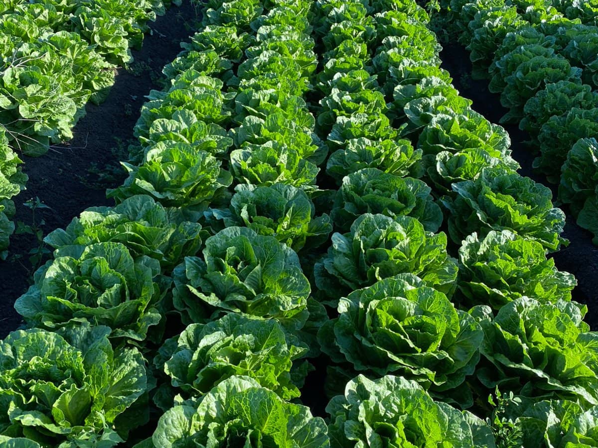 "Westview" 189 Toowoomba-Karara Road, FINNIE - Thumbnail 16