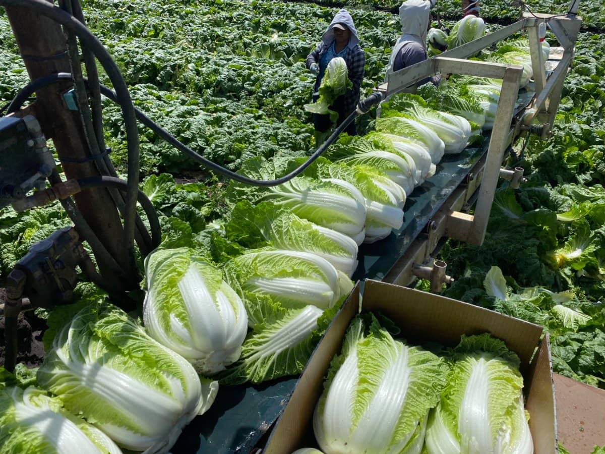 "Westview" 189 Toowoomba-Karara Road, FINNIE - Thumbnail 18