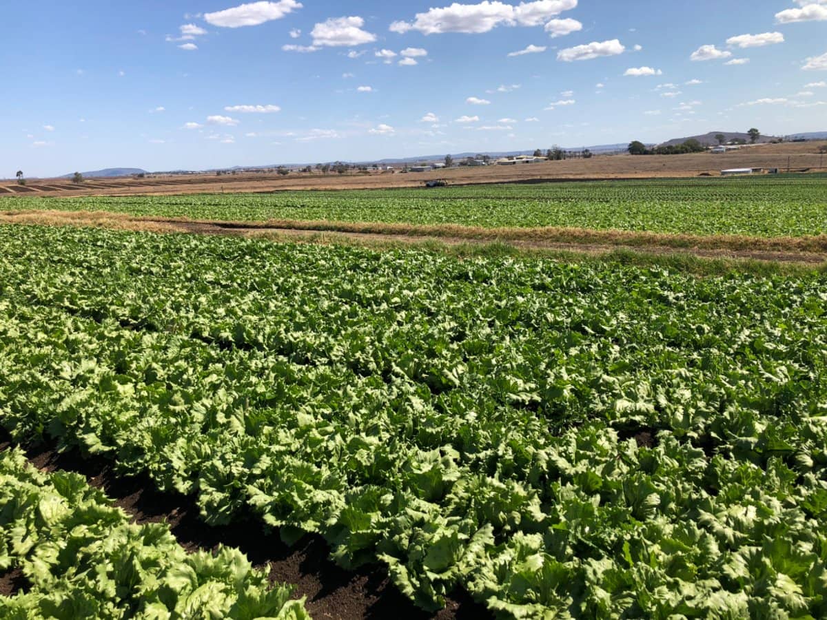 "Westview" 189 Toowoomba-Karara Road, FINNIE - Thumbnail 19