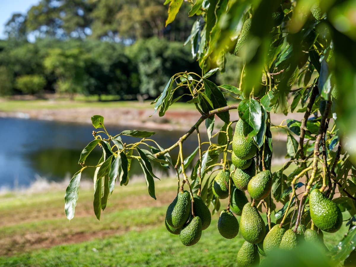 'Ravensbourne Ridge' 45 Blanck Road, RAVENSBOURNE - Thumbnail 3