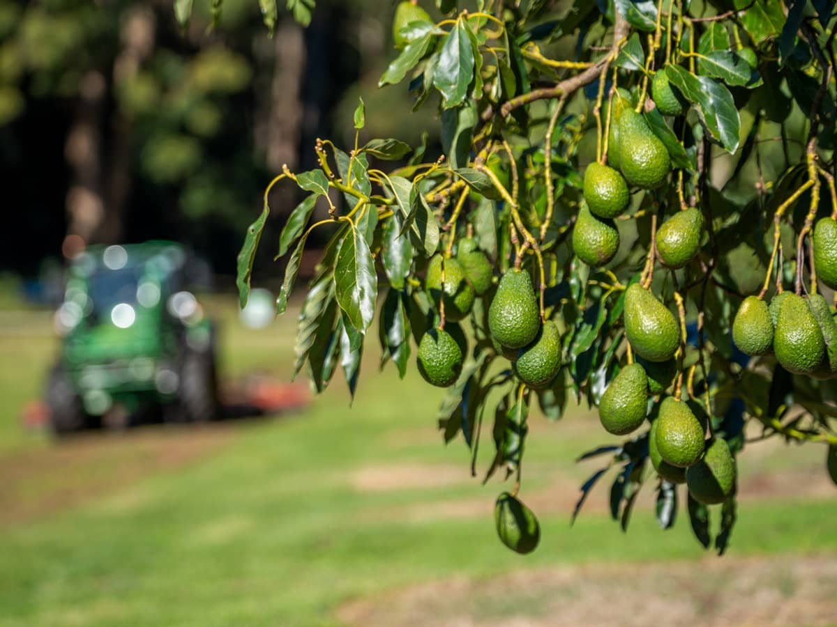 'Ravensbourne Ridge' 45 Blanck Road, RAVENSBOURNE - Thumbnail 17