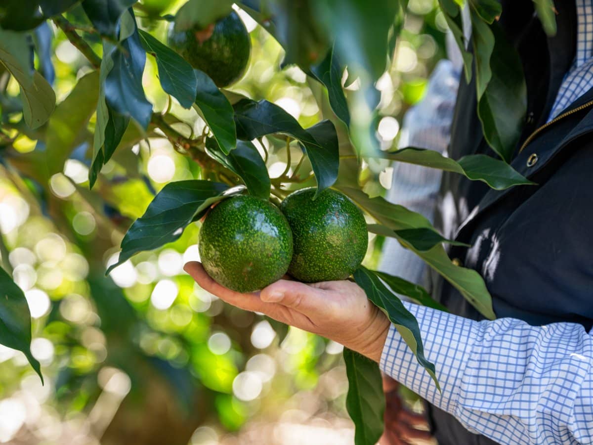 'Ravensbourne Ridge' 45 Blanck Road, RAVENSBOURNE - Thumbnail 18