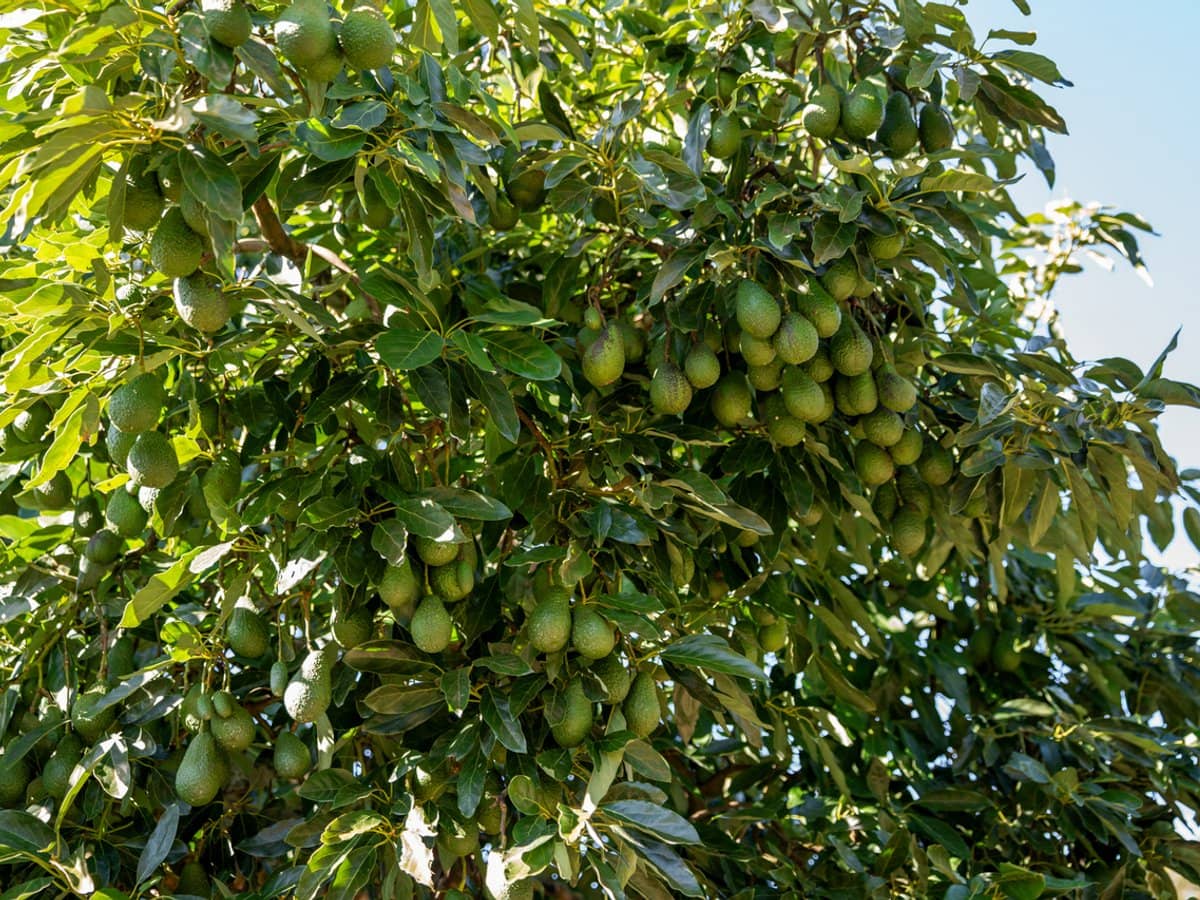 'Ravensbourne Ridge' 45 Blanck Road, RAVENSBOURNE - Thumbnail 21