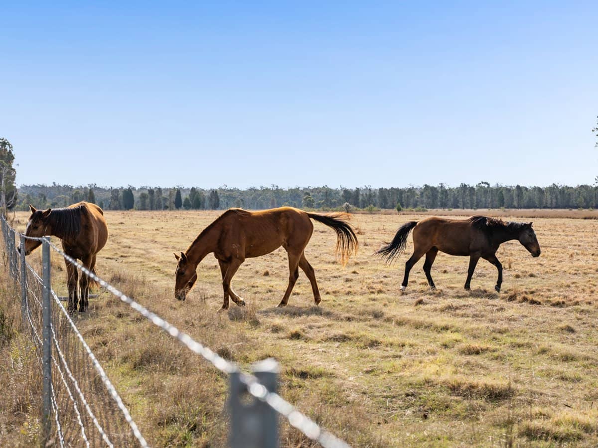 'Strathpine' 155 Burnett Road, TUMMAVILLE - Thumbnail 4