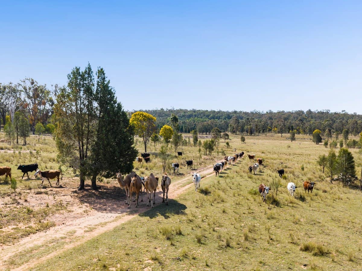 'Strathpine' 155 Burnett Road, TUMMAVILLE - Thumbnail 6