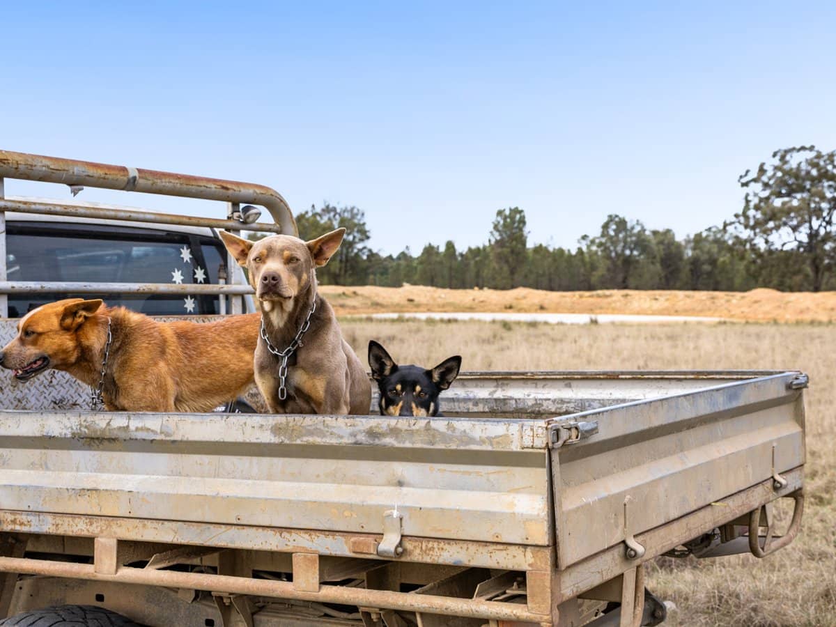 'Strathpine' 155 Burnett Road, TUMMAVILLE - Thumbnail 7