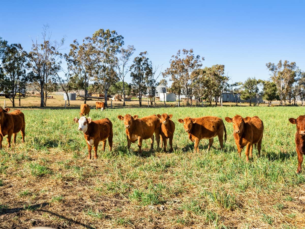 "Karinya" 586 Moran Road, LINTHORPE - Thumbnail 6