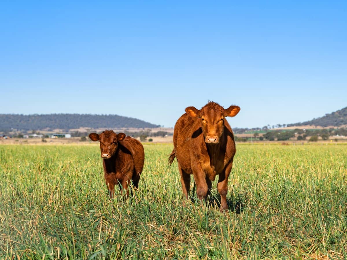 "Karinya" 586 Moran Road, LINTHORPE - Thumbnail 7