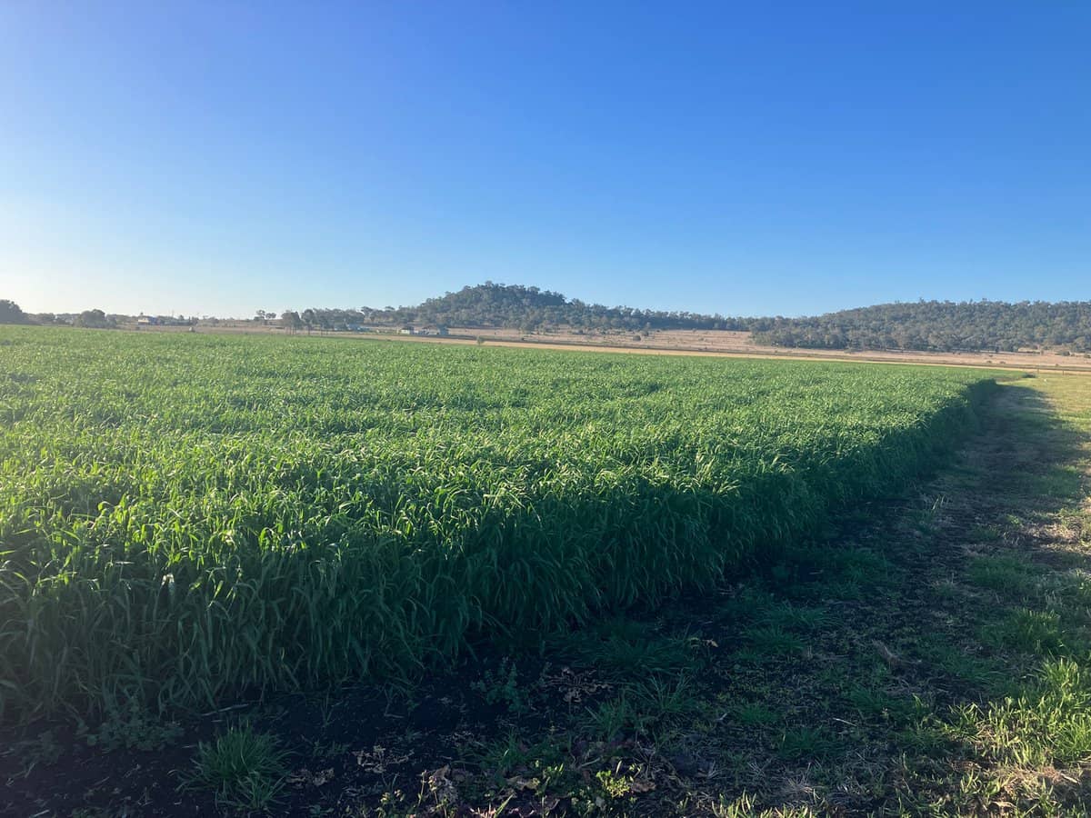 "Karinya" 586 Moran Road, LINTHORPE - Thumbnail 13