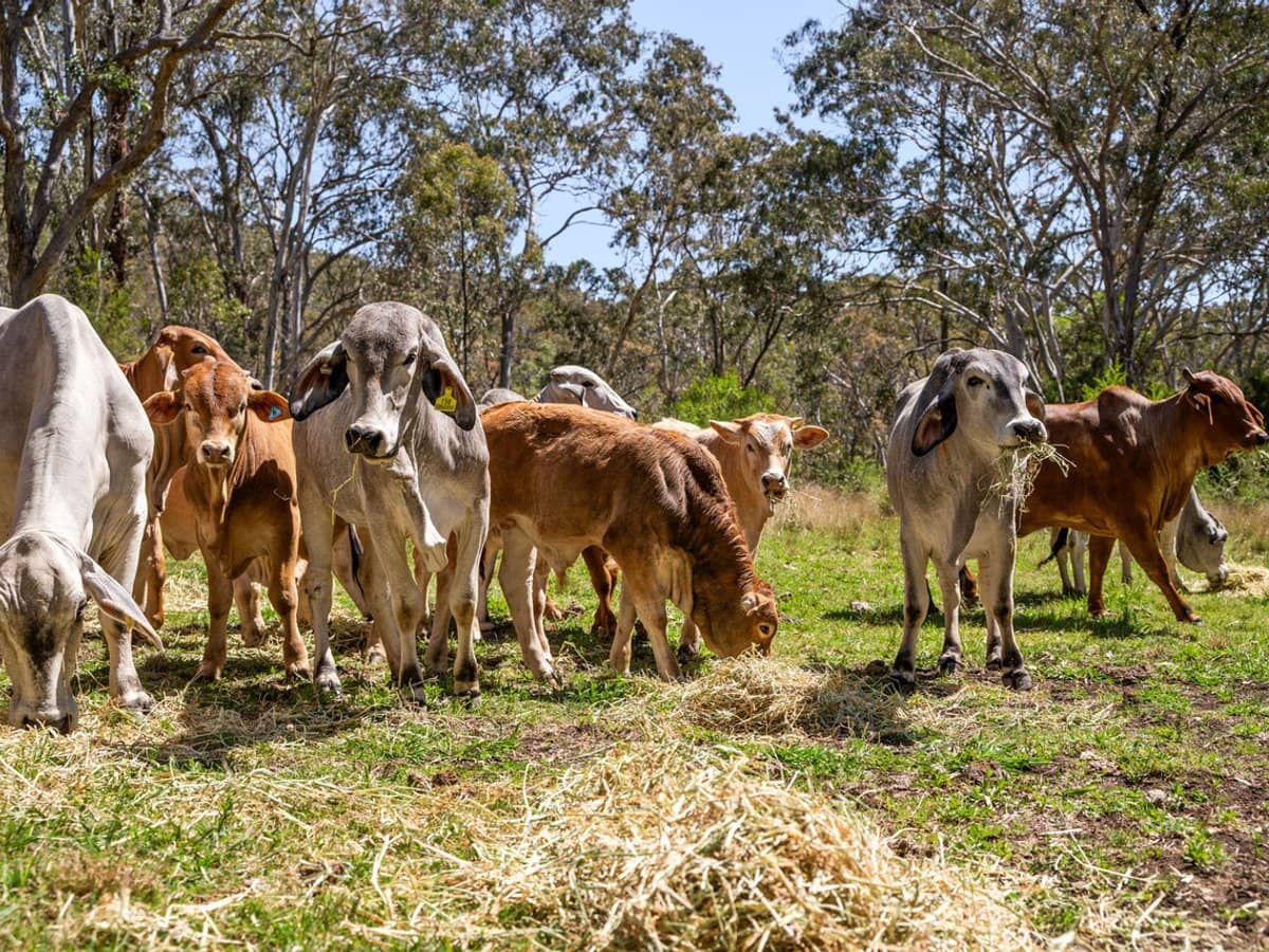 'Yabragunyah' Pilton Valley Road, Upper Pilton - Thumbnail 7